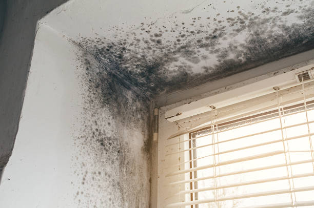 Trusted Attic Mold Removal service in Willow Spring, NC - Cheap Mold Removal